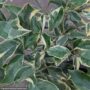 Lemon Tree – Variegated Pink – #1 Container
